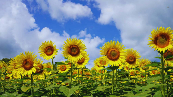 煙山ひまわりパーク開花状況